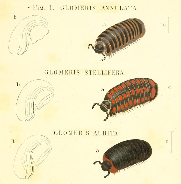 TAVOLE SUI GLOMERIS - C.L. Koch, 1863 e R. Hoess, 2000